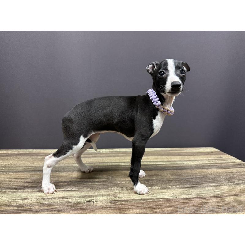 販売中の埼玉県のイタリアングレーハウンド(イタグレ)-430390の3枚目