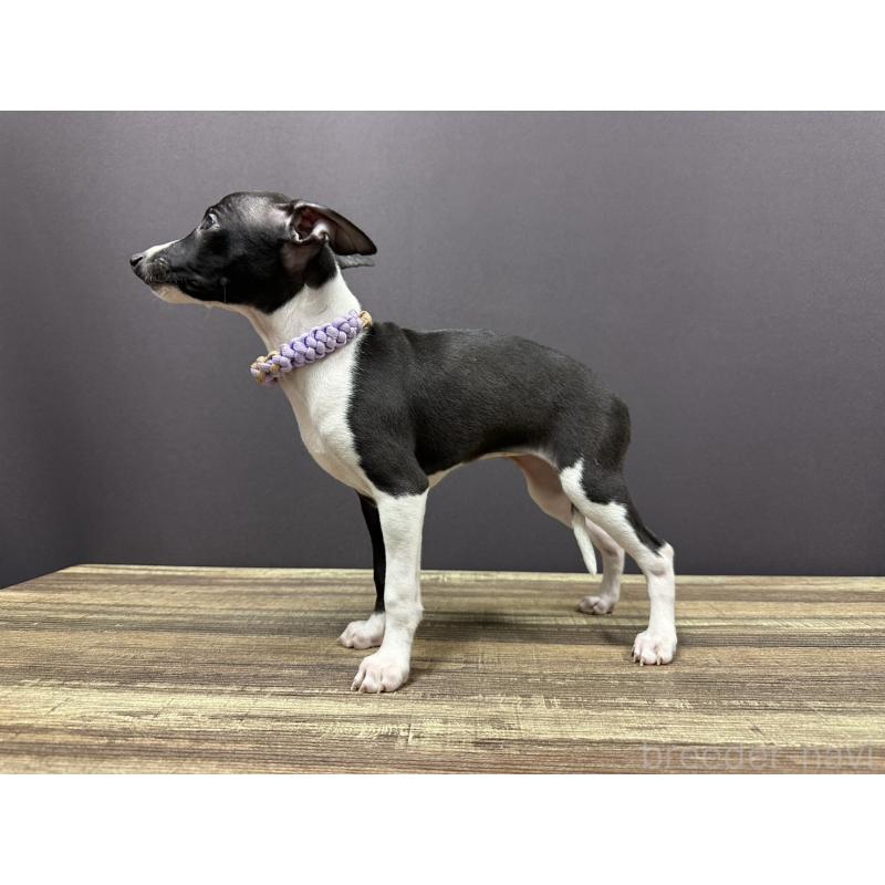 販売中の埼玉県のイタリアングレーハウンド(イタグレ)-430390の2枚目