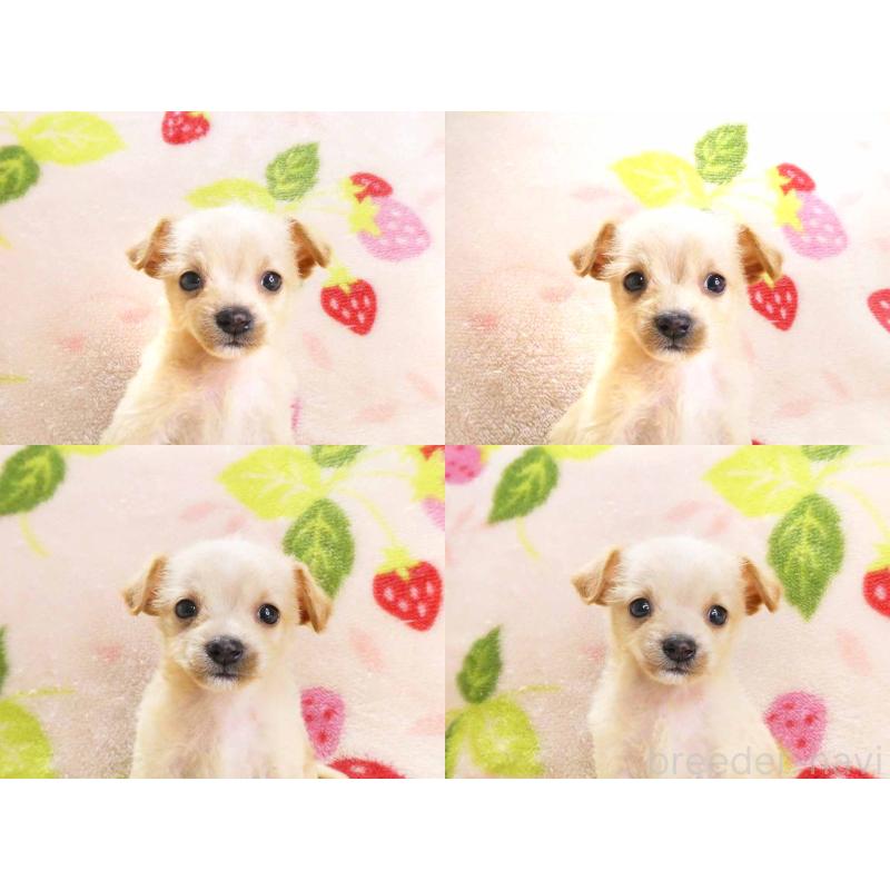 販売中の千葉県のチワプー:チワワ×トイプードル-430392の6枚目