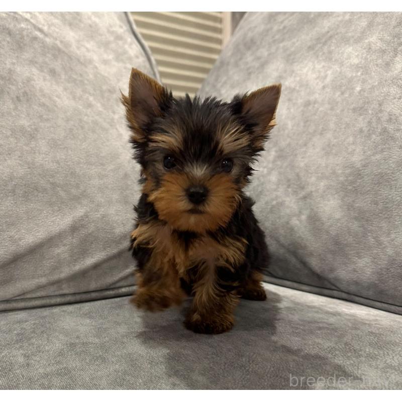 販売中の三重県のヨークシャーテリア-430399の7枚目