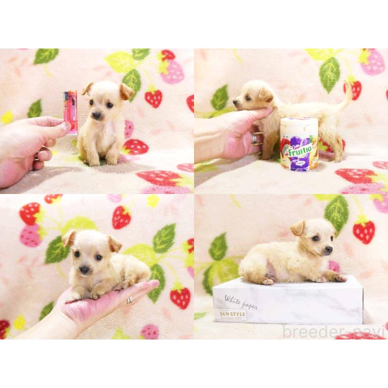 販売中の千葉県のチワプー:チワワ×トイプードル-430392の5枚目