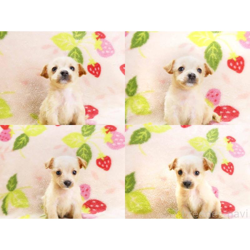 販売中の千葉県のチワプー:チワワ×トイプードル-430392の4枚目