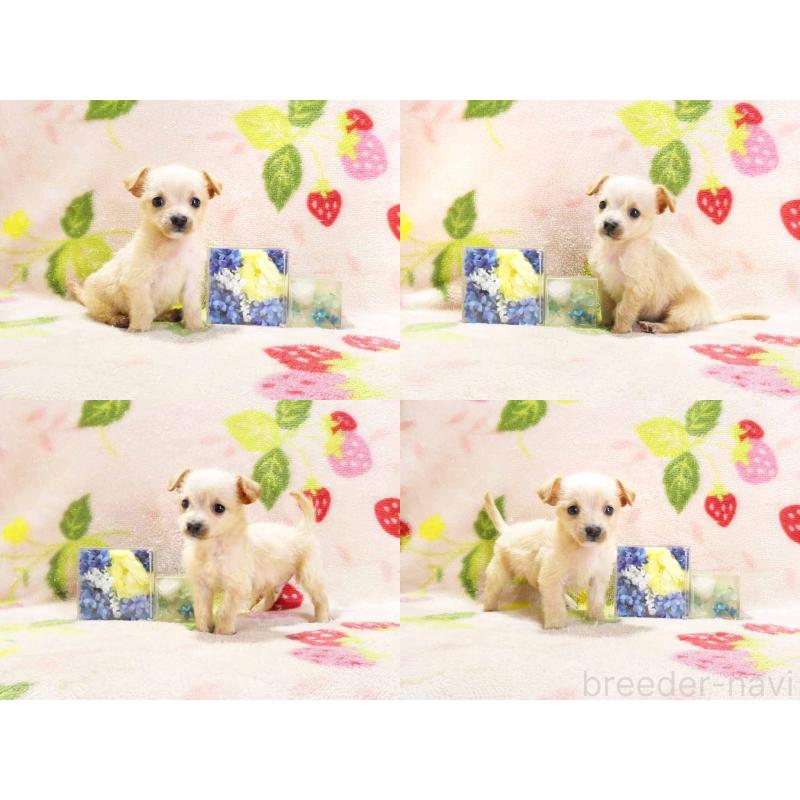 販売中の千葉県のチワプー:チワワ×トイプードル-430392の3枚目