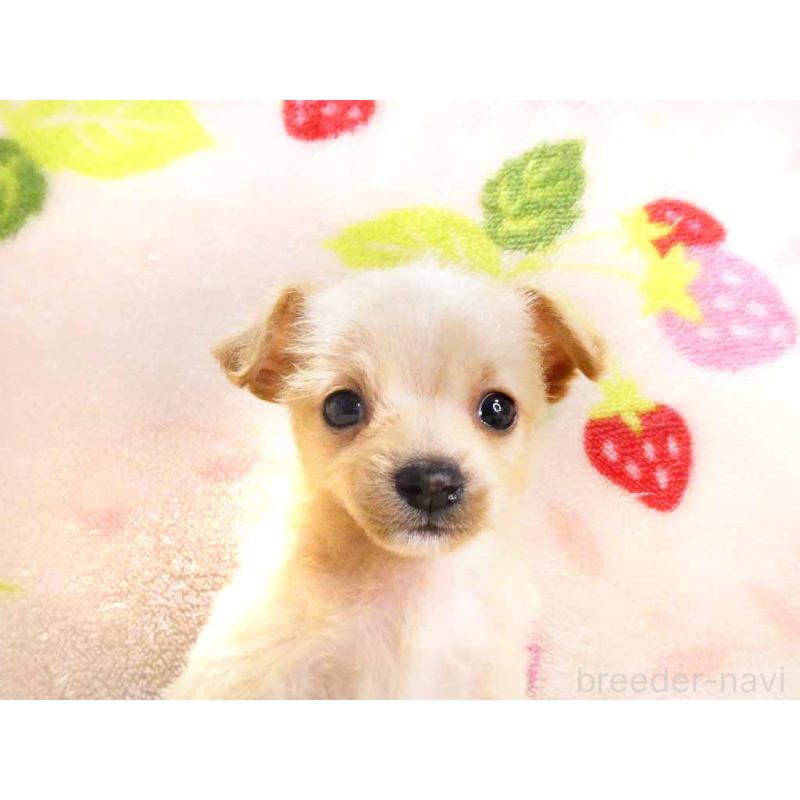 販売中の千葉県のチワプー:チワワ×トイプードル-430392の2枚目