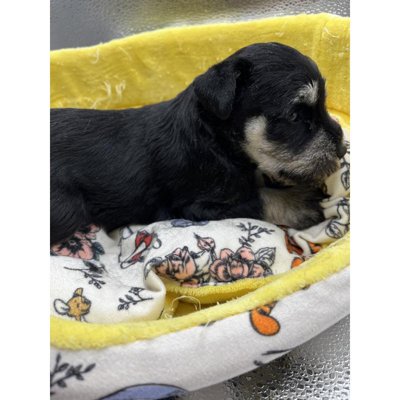 販売中の静岡県のミニチュアシュナウザー-430396の4枚目