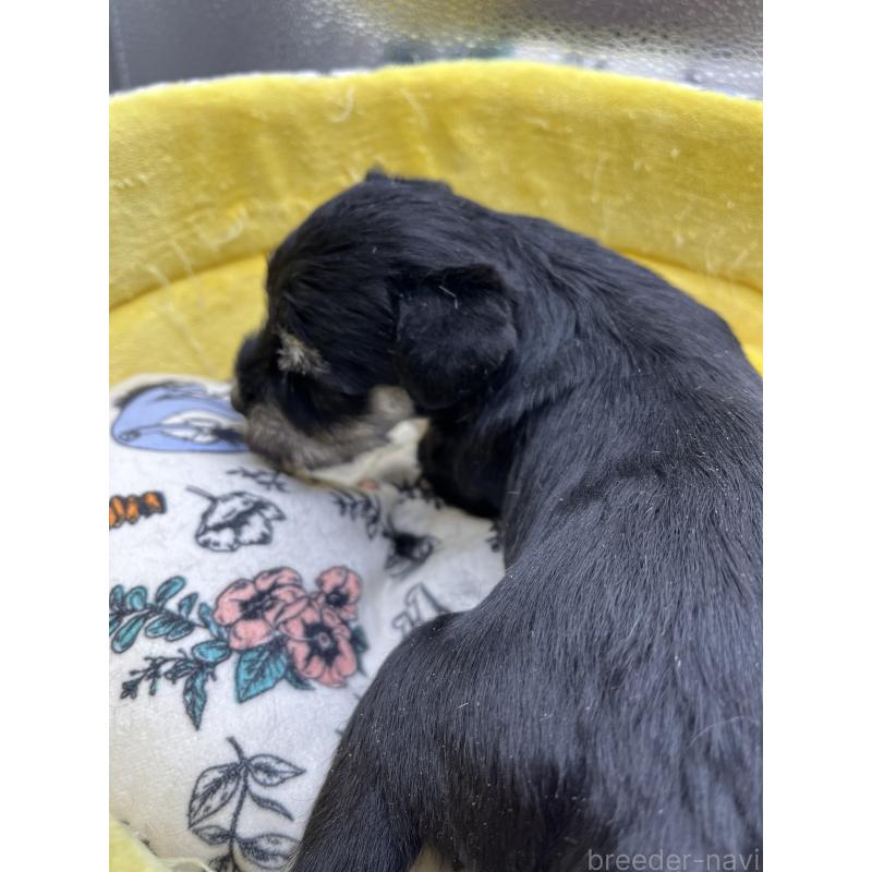 販売中の静岡県のミニチュアシュナウザー-430396の3枚目