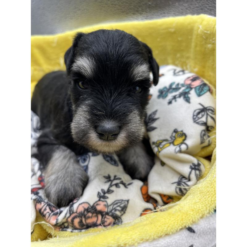 販売中の静岡県のミニチュアシュナウザー-430396の2枚目