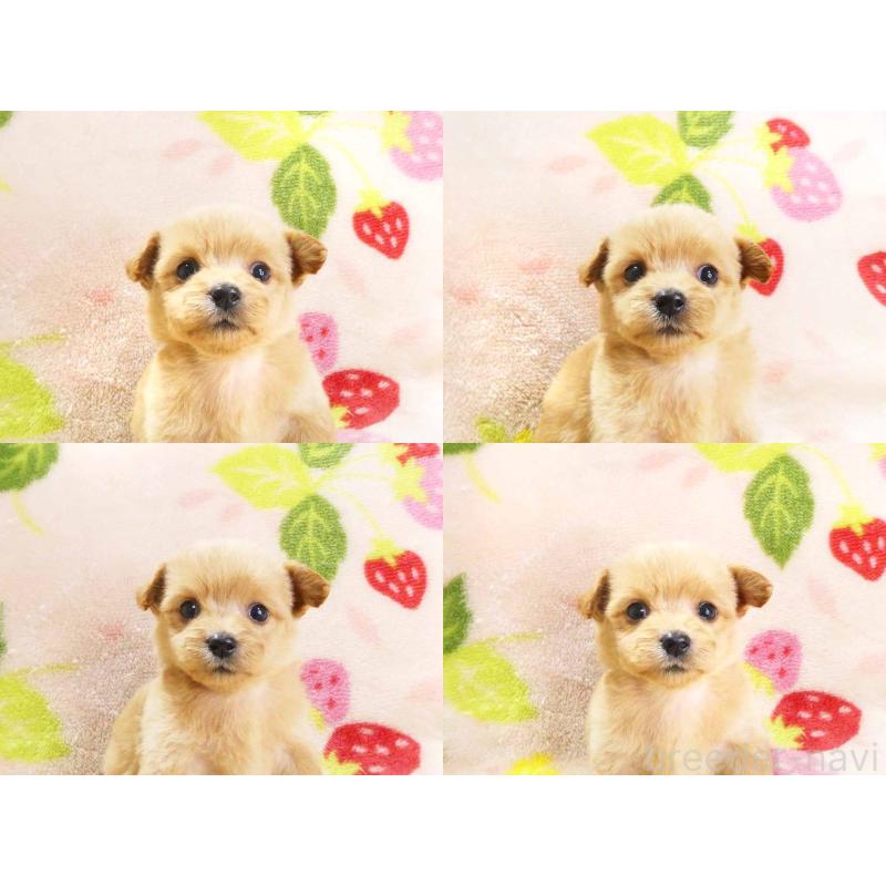 販売中の千葉県のチワプー:チワワ×トイプードル-430395の6枚目