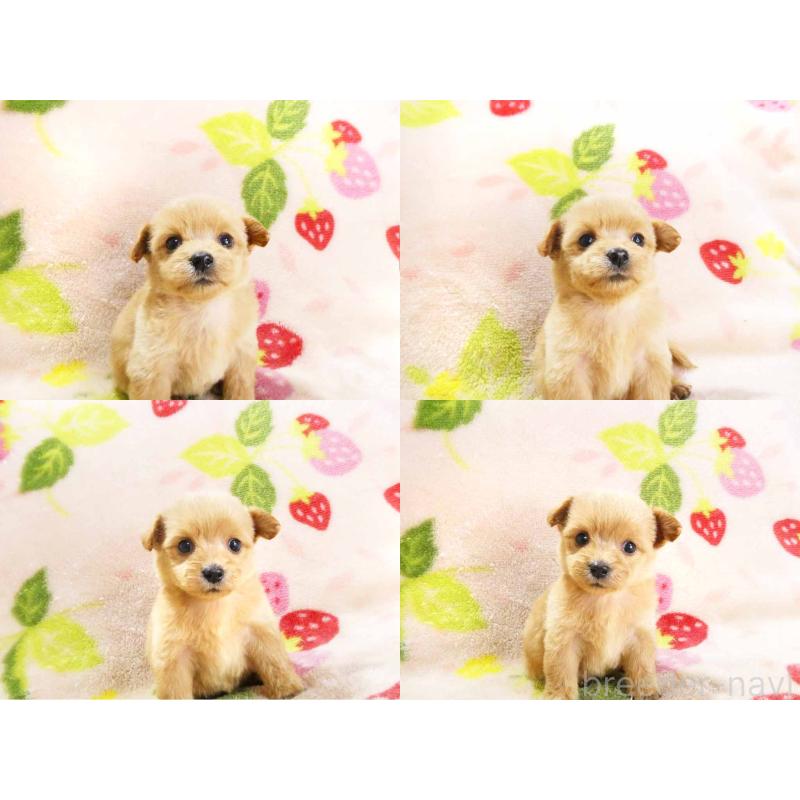 販売中の千葉県のチワプー:チワワ×トイプードル-430395の4枚目