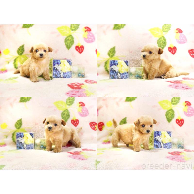 販売中の千葉県のチワプー:チワワ×トイプードル-430395の3枚目