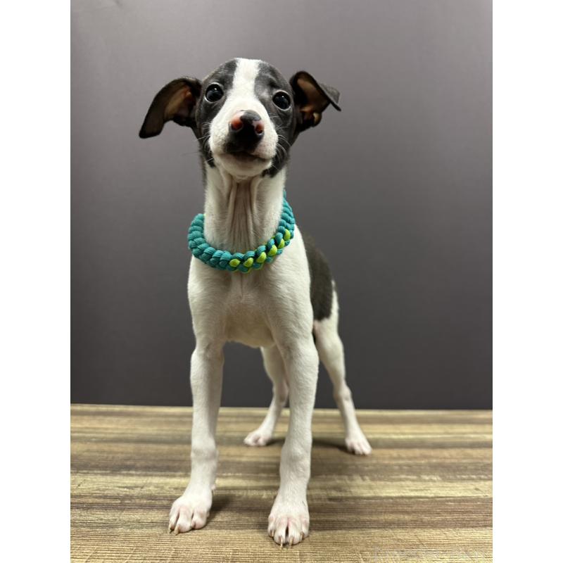 販売中の埼玉県のイタリアングレーハウンド(イタグレ)-430394