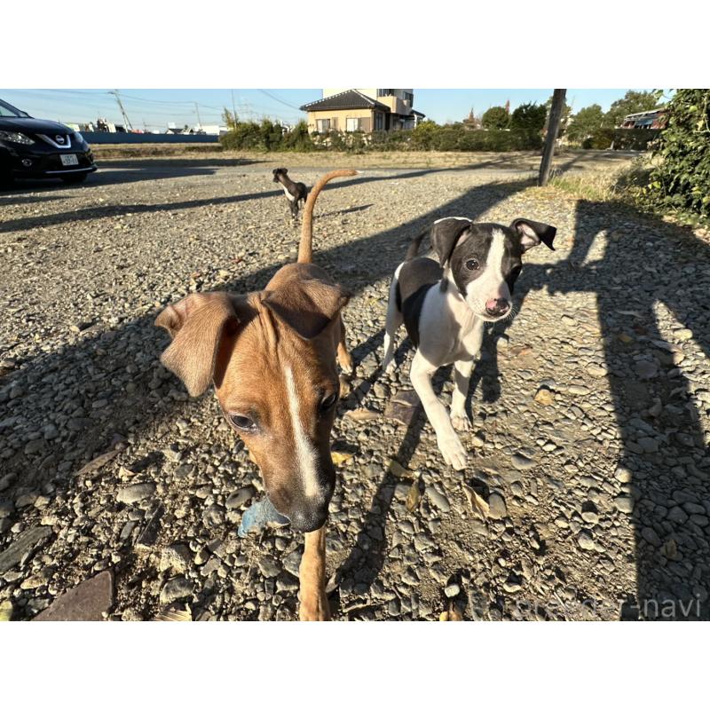 販売中の埼玉県のイタリアングレーハウンド(イタグレ)-430394の2枚目