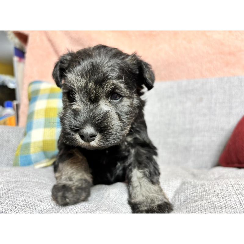 販売中の福岡県のミニチュアシュナウザー-430397の6枚目