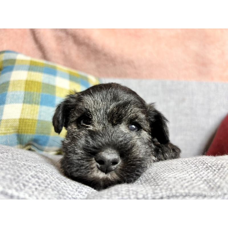 販売中の福岡県のミニチュアシュナウザー-430397の5枚目