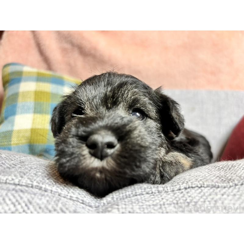 販売中の福岡県のミニチュアシュナウザー-430397の4枚目