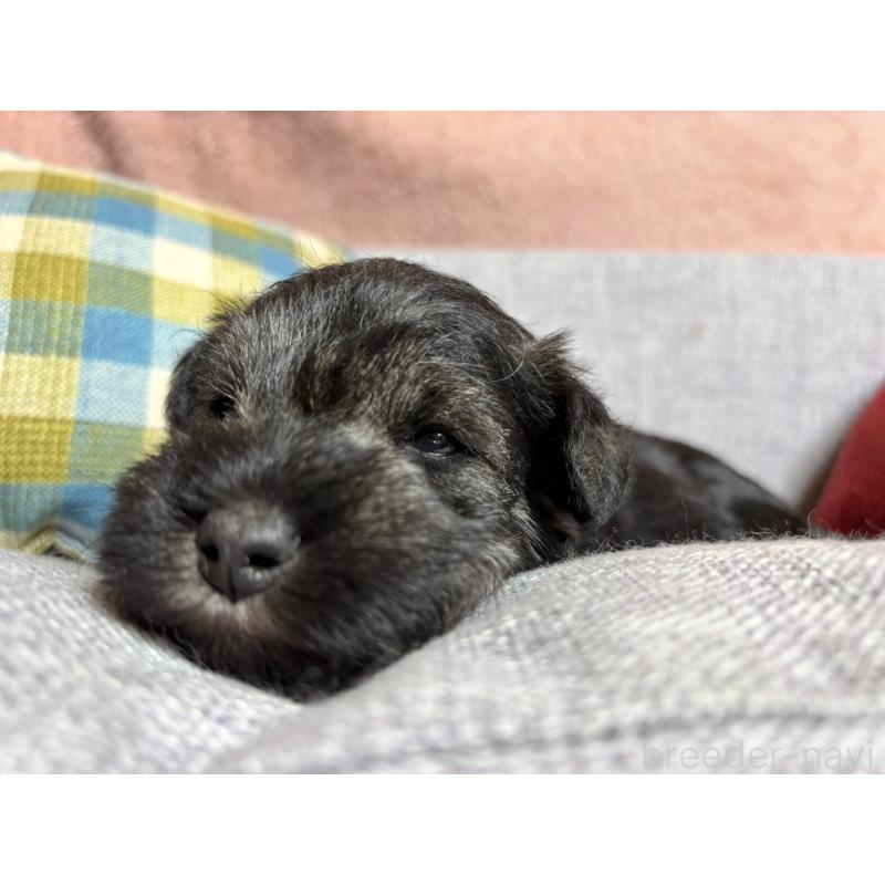 販売中の福岡県のミニチュアシュナウザー-430397の3枚目