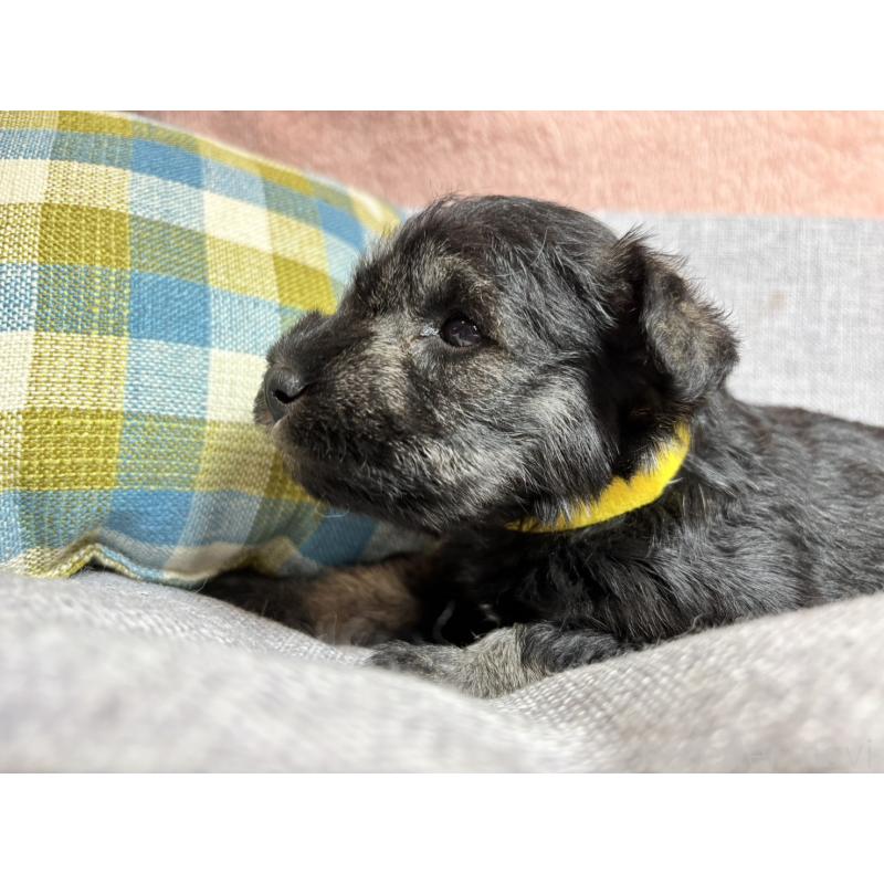 販売中の福岡県のミニチュアシュナウザー-430397の2枚目