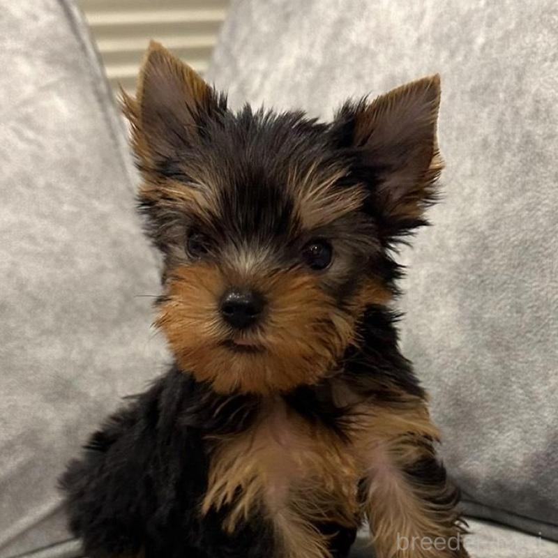 販売中の三重県のヨークシャーテリア-430399の1枚目