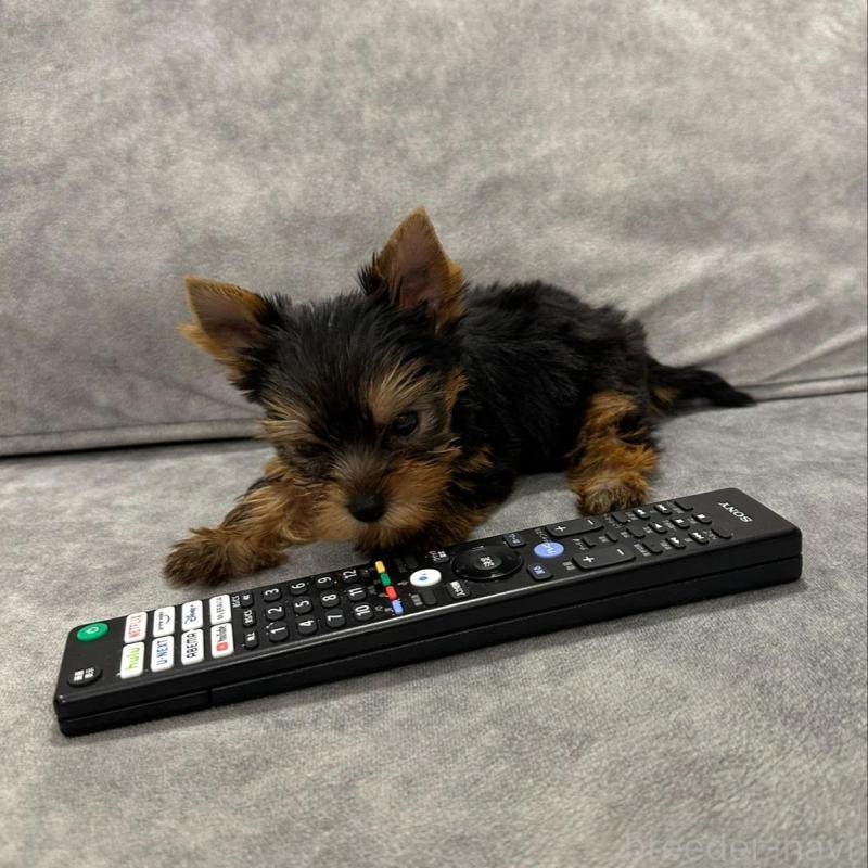 販売中の三重県のヨークシャーテリア-430399の6枚目