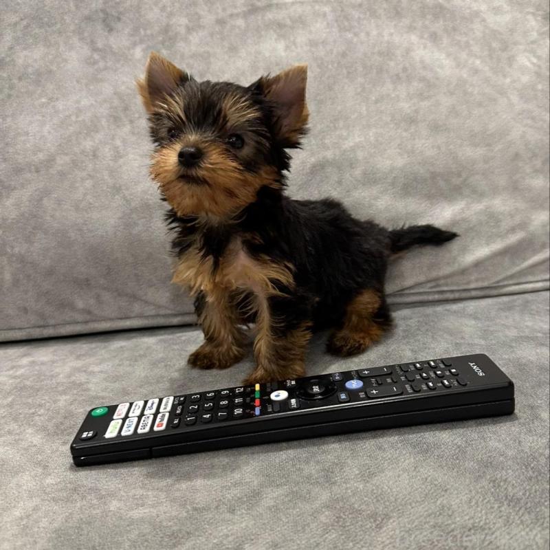 販売中の三重県のヨークシャーテリア-430399の5枚目