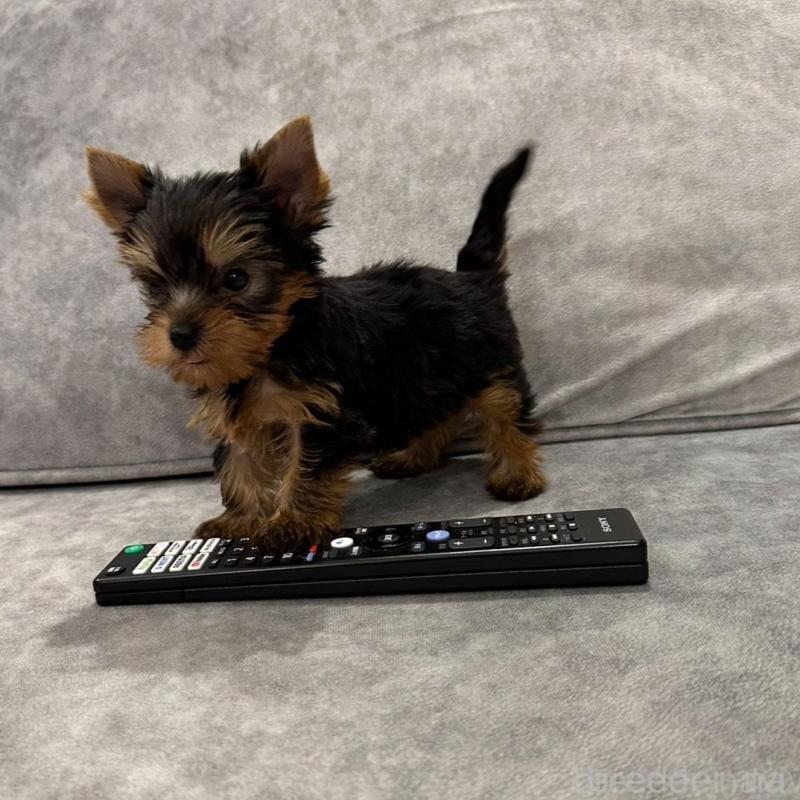 販売中の三重県のヨークシャーテリア-430399の4枚目