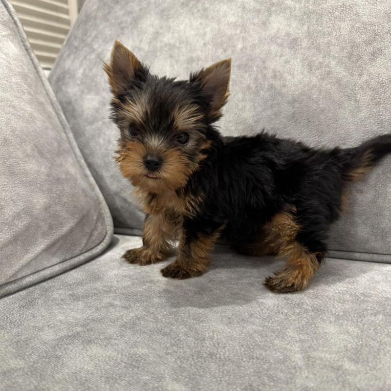 販売中の三重県のヨークシャーテリア-430399の3枚目