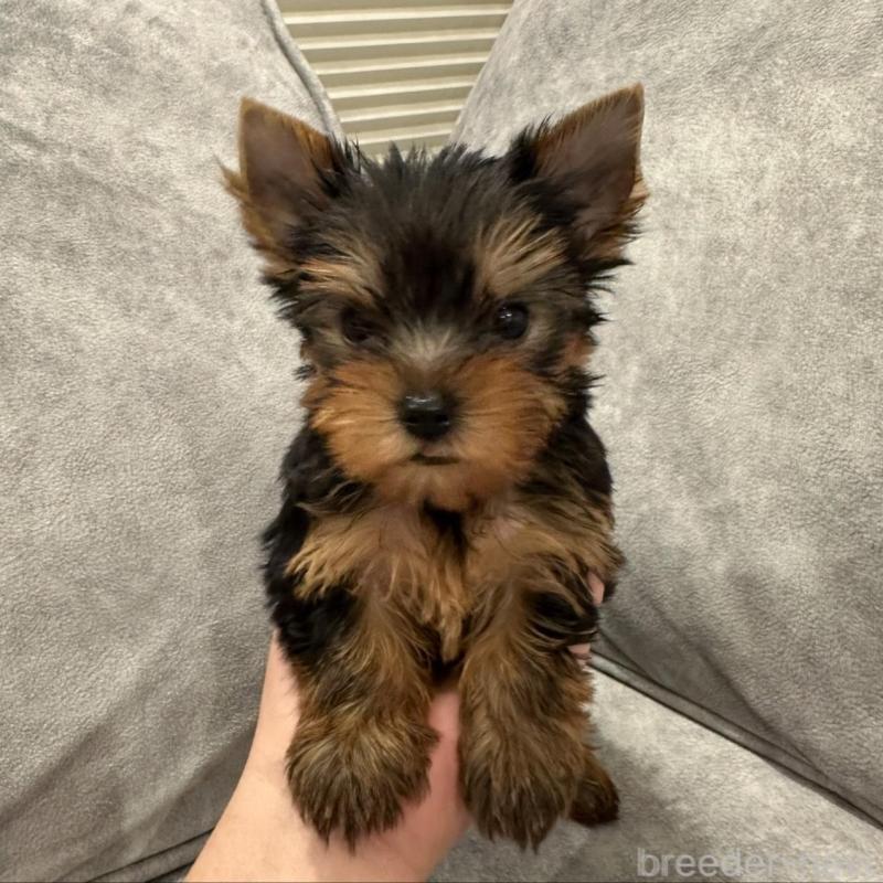 販売中の三重県のヨークシャーテリア-430399の2枚目