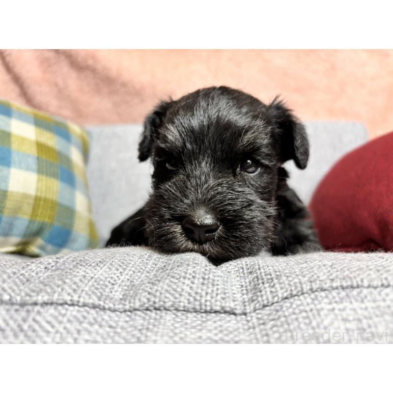 販売中の福岡県のミニチュアシュナウザー-430398の7枚目