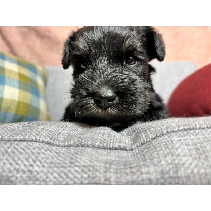 販売中の福岡県のミニチュアシュナウザー-430398の6枚目