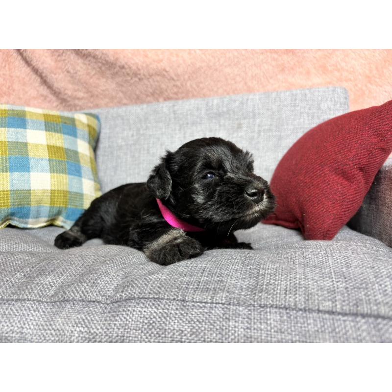 販売中の福岡県のミニチュアシュナウザー-430398の5枚目