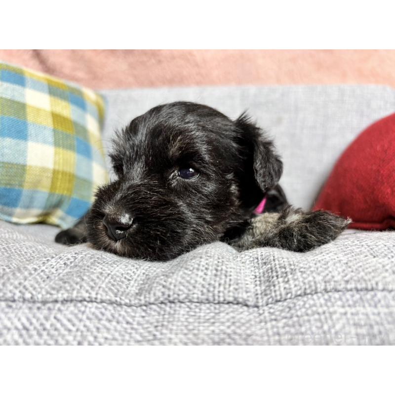 販売中の福岡県のミニチュアシュナウザー-430398の4枚目