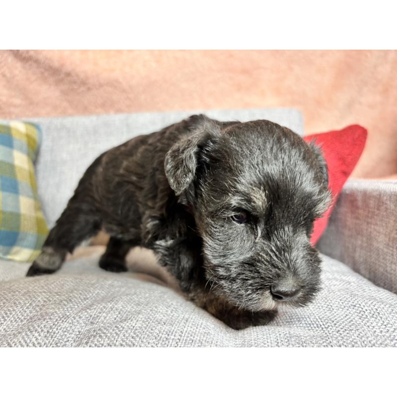 販売中の福岡県のミニチュアシュナウザー-430398の2枚目