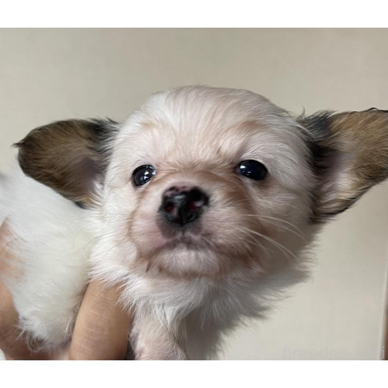 販売中の岡山県のパピヨン-422216の3枚目