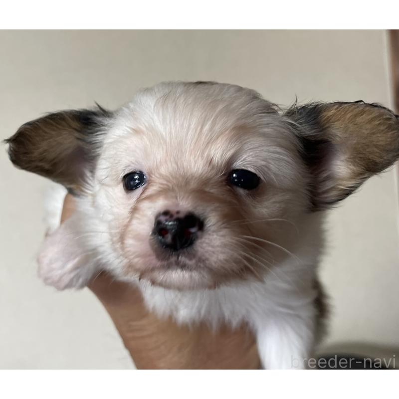 販売中の岡山県のパピヨン-422216