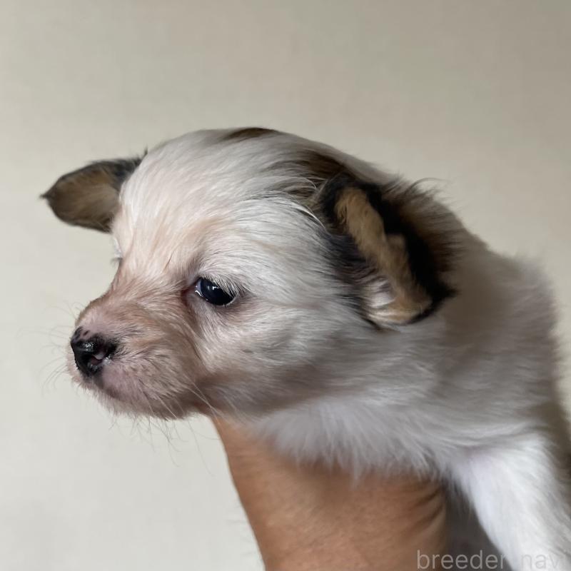 販売中の岡山県のパピヨン-422216の2枚目