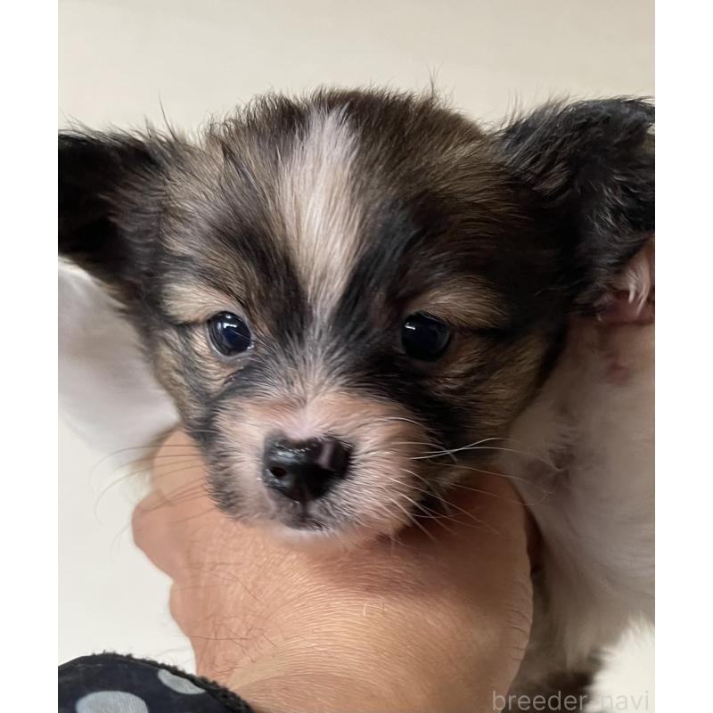 販売中の岡山県のパピヨン-422217