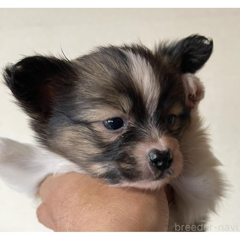 販売中の岡山県のパピヨン-422217の3枚目