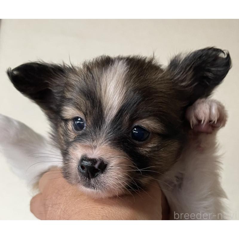 販売中の岡山県のパピヨン-422217の2枚目