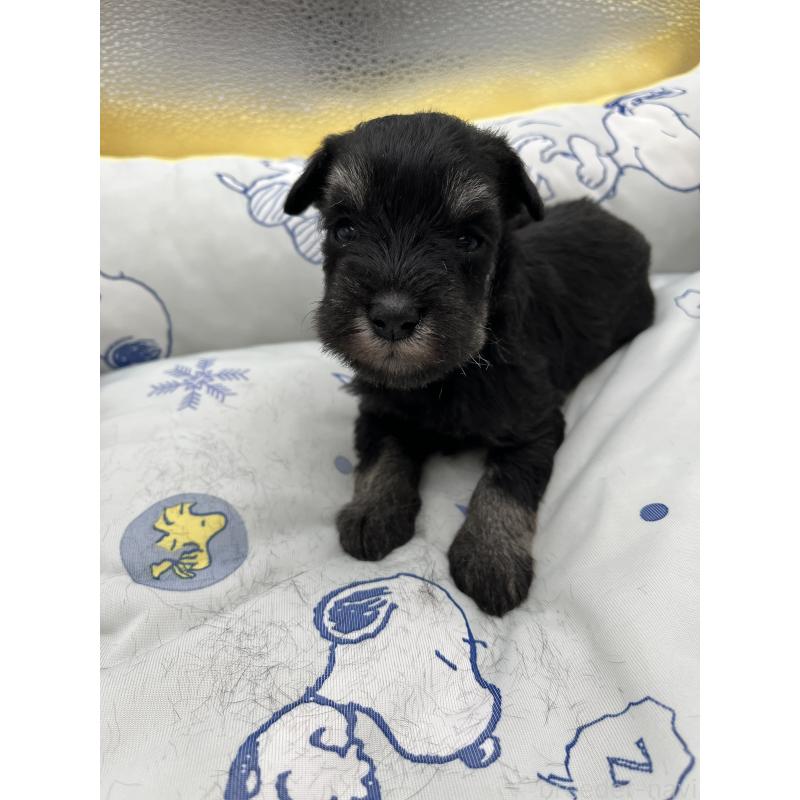 販売中の静岡県のミニチュアシュナウザー-430400の4枚目