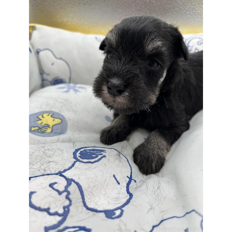 販売中の静岡県のミニチュアシュナウザー-430400の3枚目