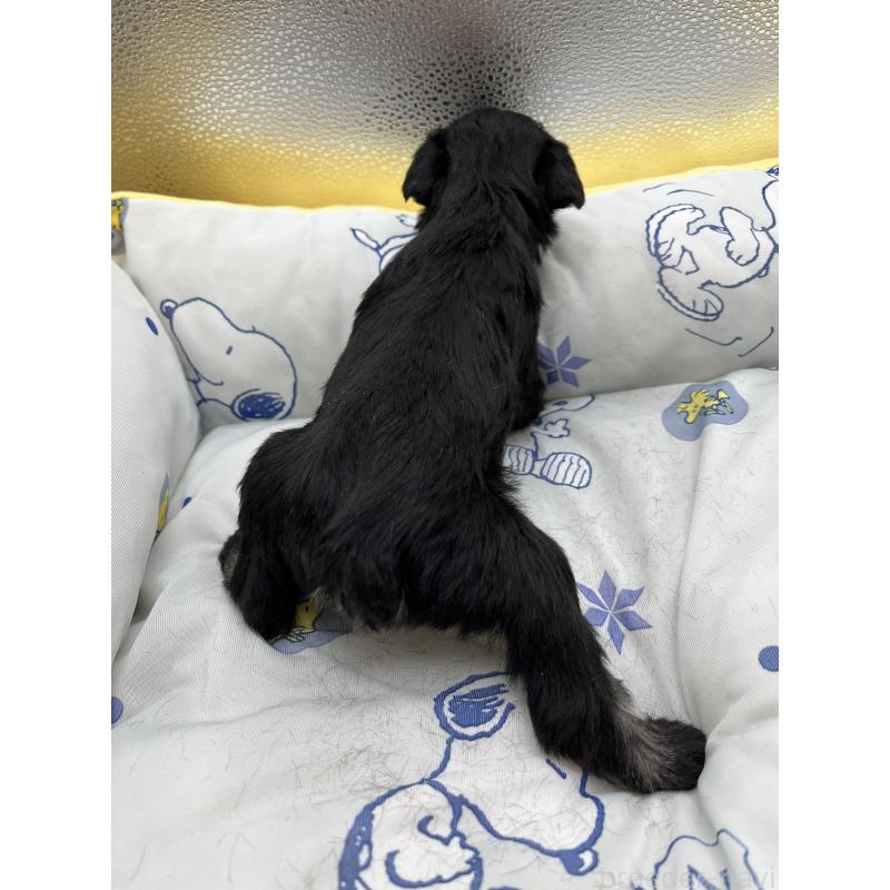 販売中の静岡県のミニチュアシュナウザー-430400の2枚目