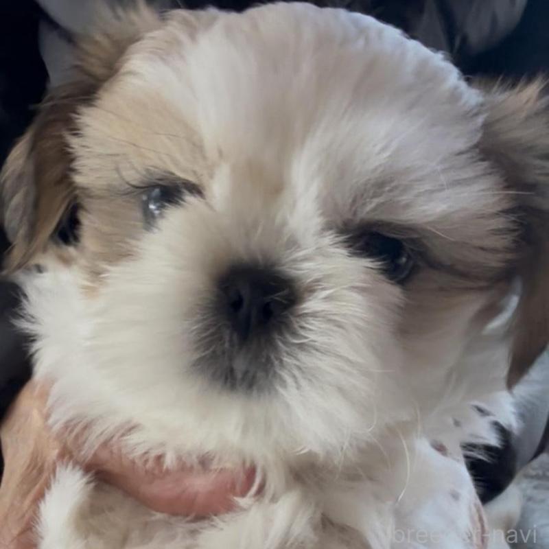 販売中の愛知県のシーズー-430401の1枚目