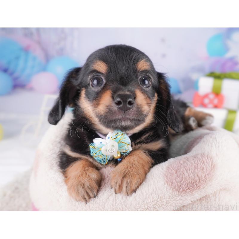 商談中の東京都のチワックス:チワワ×ミニチュアダックスフンド-430402の12枚目