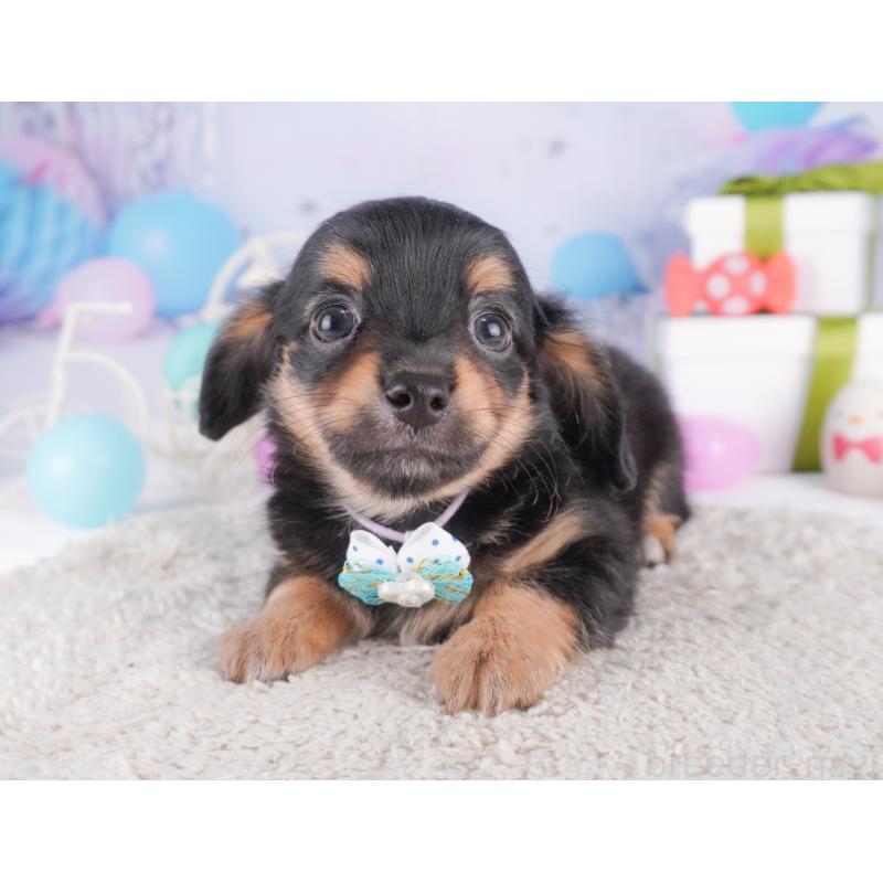 商談中の東京都のチワックス:チワワ×ミニチュアダックスフンド-430402の11枚目