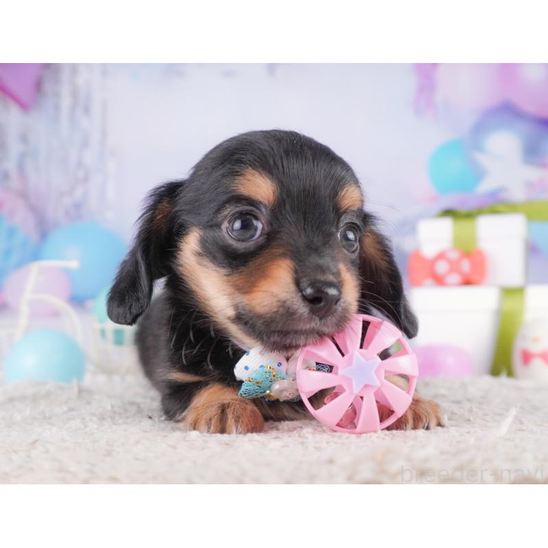 商談中の東京都のチワックス:チワワ×ミニチュアダックスフンド-430402の10枚目