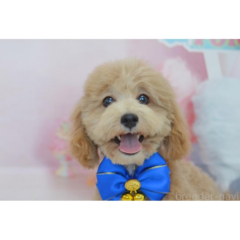 販売中の埼玉県のミックス犬-413125の10枚目