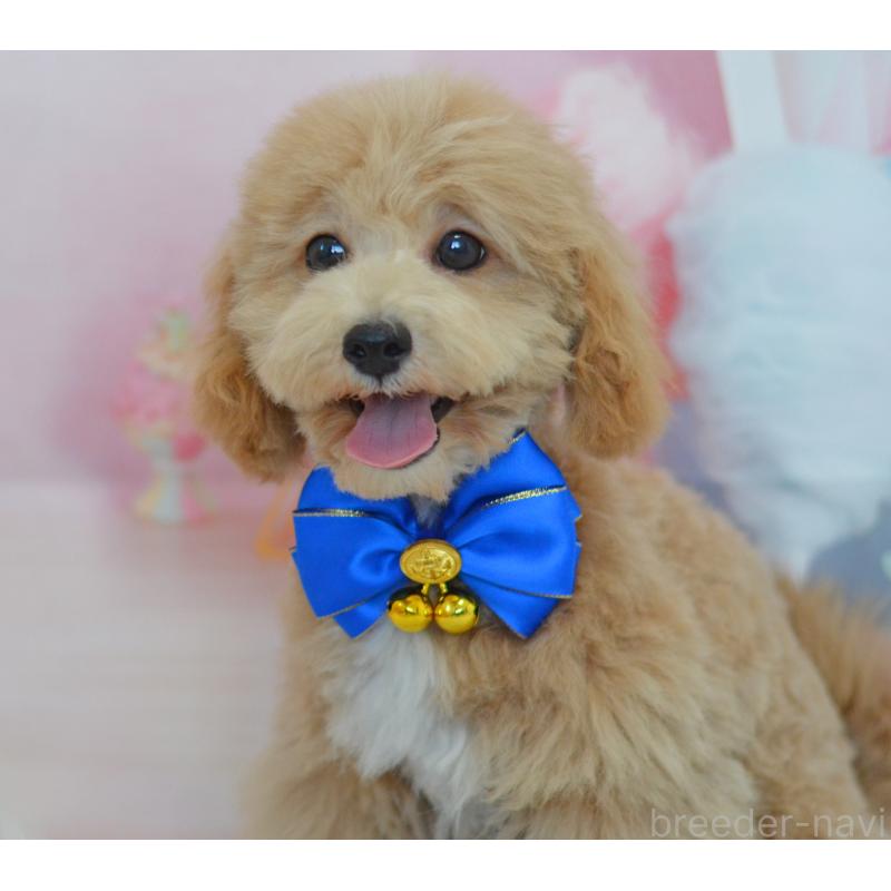 販売中の埼玉県のミックス犬-413125の8枚目