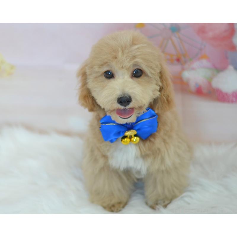 販売中の埼玉県のミックス犬-413125の5枚目