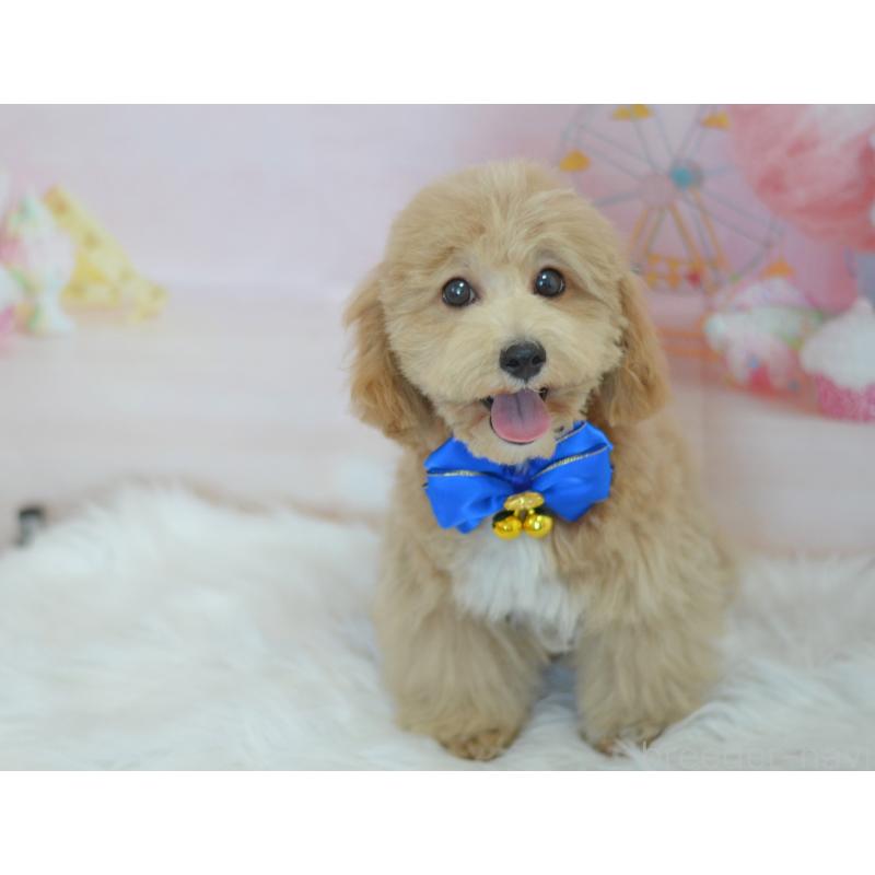 販売中の埼玉県のミックス犬-413125の4枚目