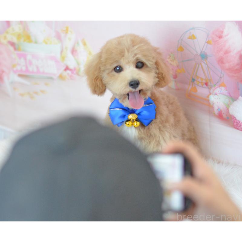 販売中の埼玉県のミックス犬-413125の3枚目